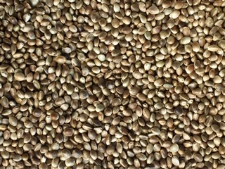 GRAINES DE CHANVRE COMPLETES