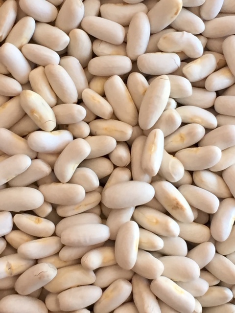 HARICOTS BLANCS LINGOTS