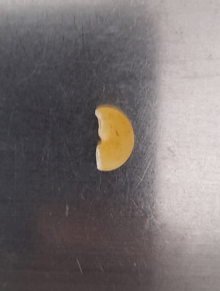 PATES: COQUILLETTES 1/2 COMPLETES