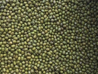 HARICOTS MUNGO - SOJA VERT