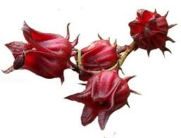FLEURS DE BISSAP SECHEES