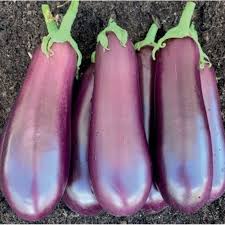 AUBERGINE bio Gaia'r vrac