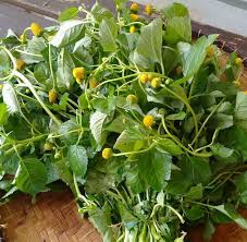 BREDE MAFANE bio Gaia'r