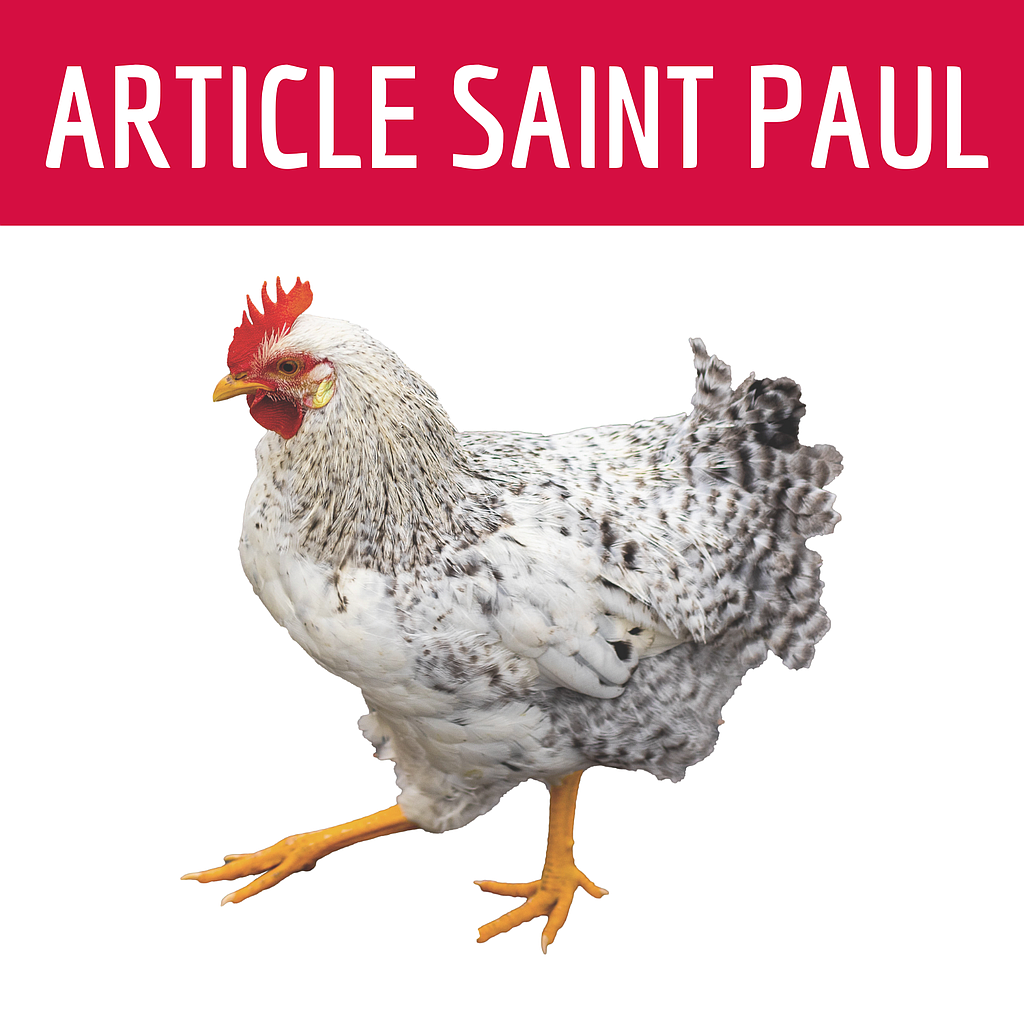 ALIMENT POULE (uniquement pour saint paul)