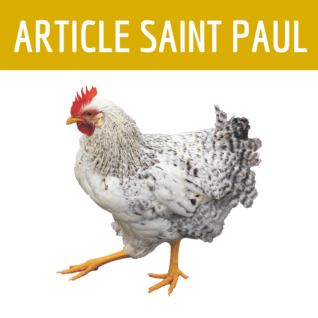 ALIMENT POULE sac 10kg (uniquement pour saint paul)
