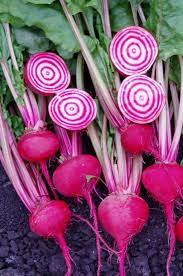BETTERAVE CHIOGGIA
